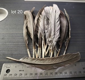 Lot Of Medium Length Blue Slate Turkey Feathers