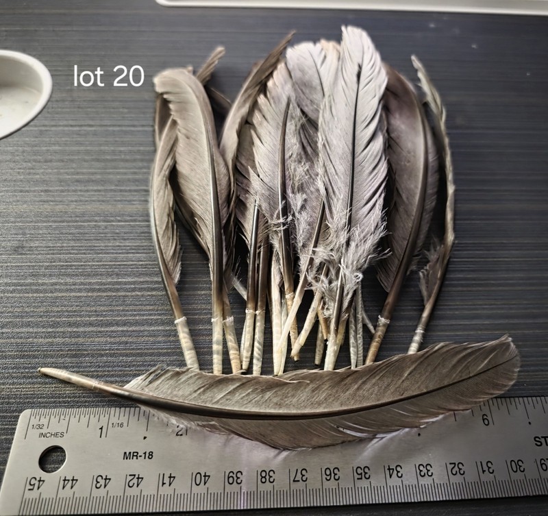 Lot Of Medium Length Blue Slate Turkey Feathers
