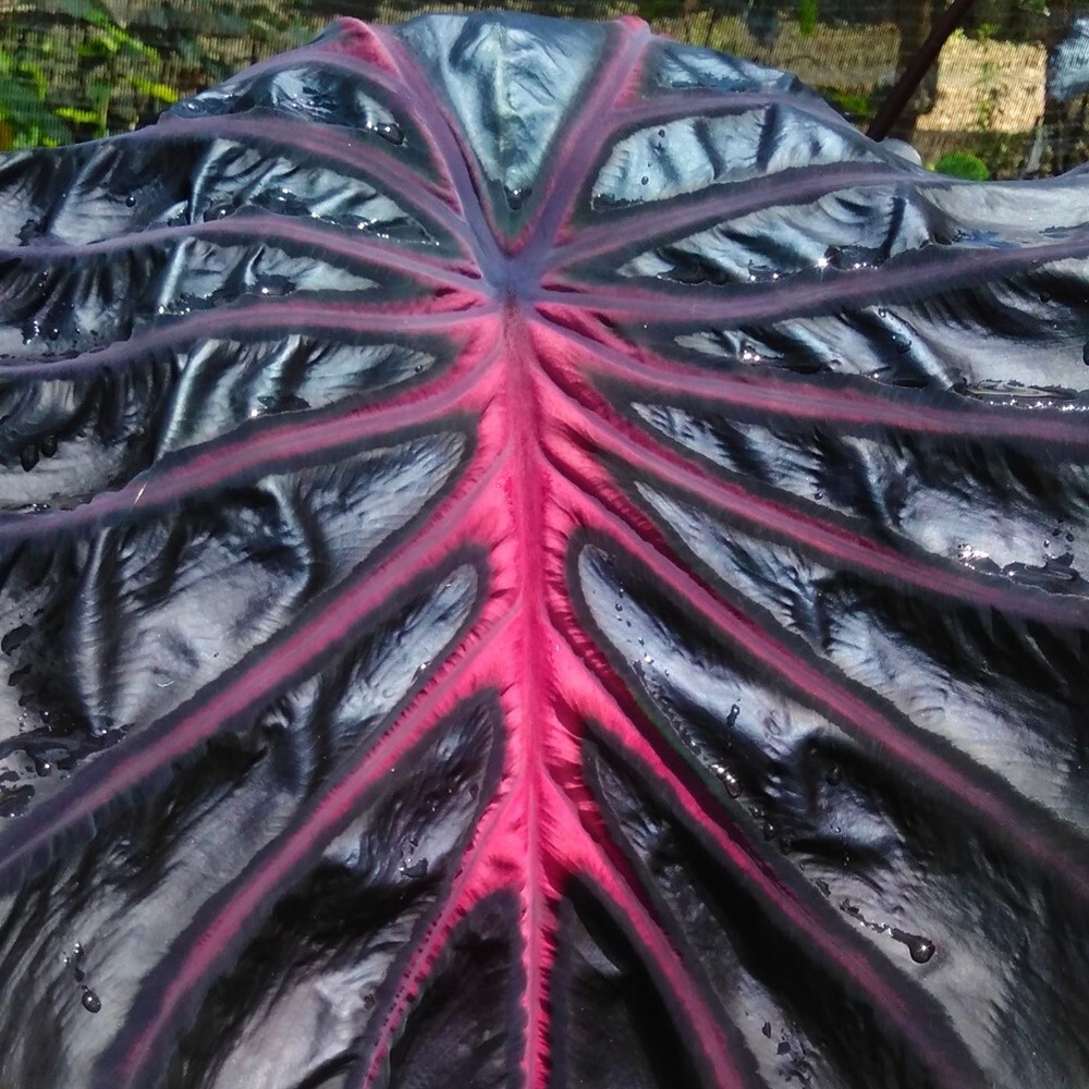 Colocasia Bulb Purple Star New Hybrid Tuber + Free Phytosanitary