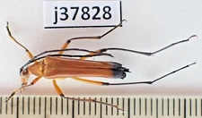 j37828. Insects, Cerambycidae sp. Vietnam North