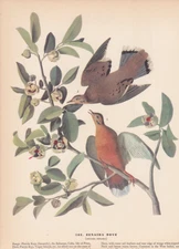 Audubon 1942 Vintage Birds #162 "Zenaida Dove" Full Color Art Plate Lithograph