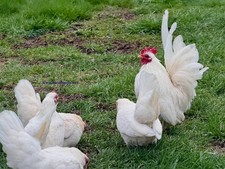 10 White Serama Fertile Chicken Hatching Eggs