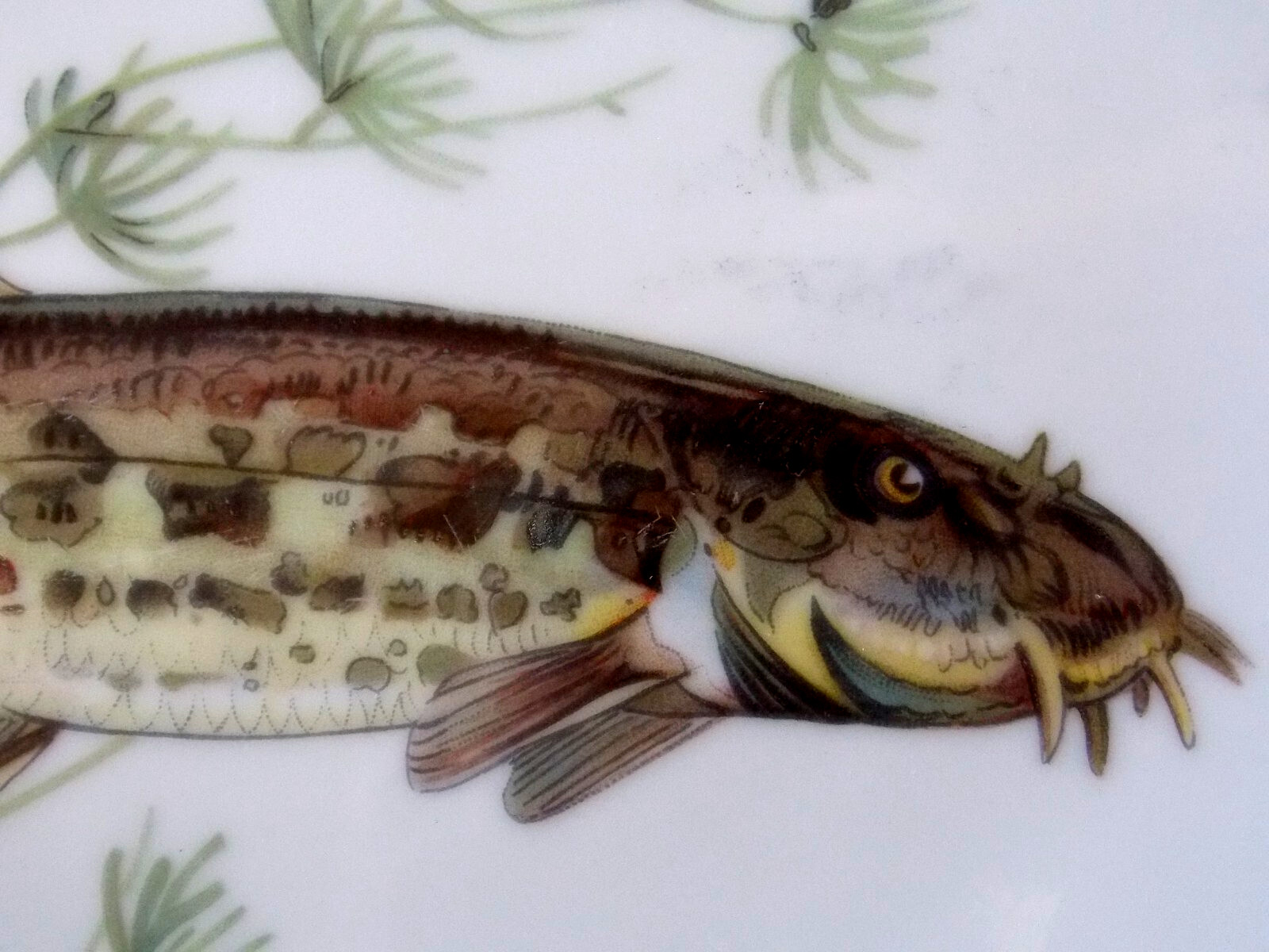 herrlich Fisch Service antik "Porcelaine de Baudour" 18 Teller 1 Servierplatte