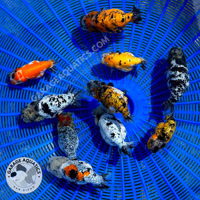 Live Premium Fancy Goldfish Thai Lionchu Pack of 3 Exclusive Color Mix 2.5'' 2.8''