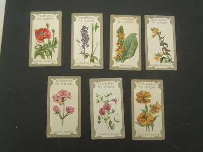 R J Lea. Blumen zum Wachsen - Die besten Stauden (1913).  # 23 Königskerze Verbascum