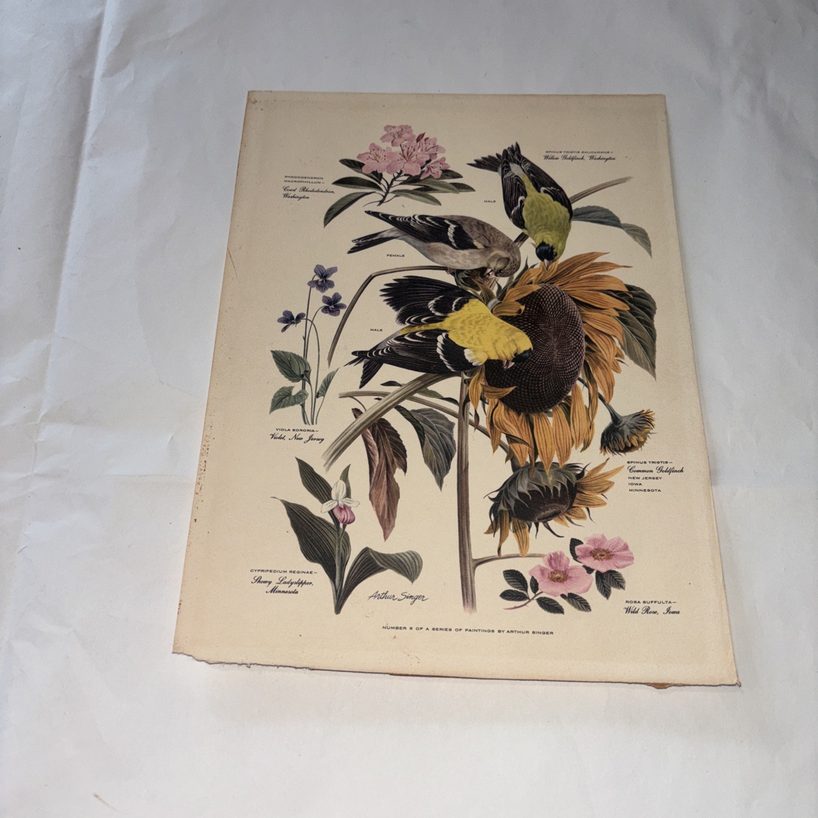 1950s Arthur Singer 6 Of A Series Goldfinches  Sunflower  UnFramed