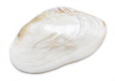 One Large Polished Cebu Clam (Pair/Whole Shell) 6-7" Coastal Decorating