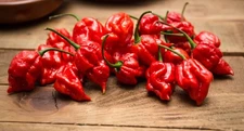 20 Authentic 2025 Trinidad Scorpion Butch T Red Premium Pepper Seeds-C 15