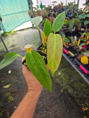 Anthurium Papillilaminum 'Ree Gardens' x Rotundatum sp. (A109)