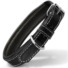 Filbert Padded Leather Dog Collar for Large Dogs, Medium & Small Dogs