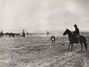 cows Cowboy roping antique America OLD WEST Erwin Smith 1907 photo