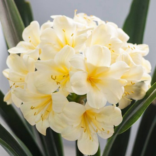 5 Clivia Seeds Kaffir Lily Clivia miniata Garden Flowers - Picture 10 of 15
