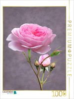 Calvendo Puzzle Rose | 1000 Teile Lege-GrößE 64 × 48 Cm Foto-Puzzle FüR GlüCklic