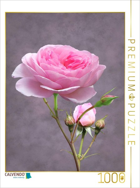 Calvendo Puzzle Rose | 1000 Teile Lege-GrößE 64 × 48 Cm Foto-Puzzle FüR GlüCklic-image