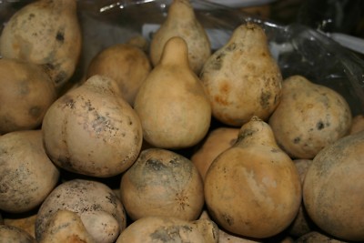 GOURDS 25 PEAR SHAPED GOURDS   (  DRIED, CLEAN, & CRAFT READY)