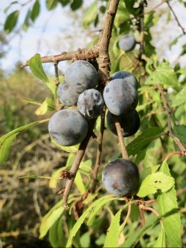 BLACKTHORN TREE CUTTINGS [Rooting/Grafting] - Image 2 of 3