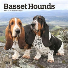 BrownTrout,  Basset Hound 2026 Mini Wall Calendar, 7'' X 7'', 16-Month Calendar