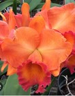 Cattleya Rlc. Fire Jewel Volcano Orange
