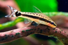 Otocinclus Affinis   Live Algae Eater Fish from Brazil for Planted Tanks