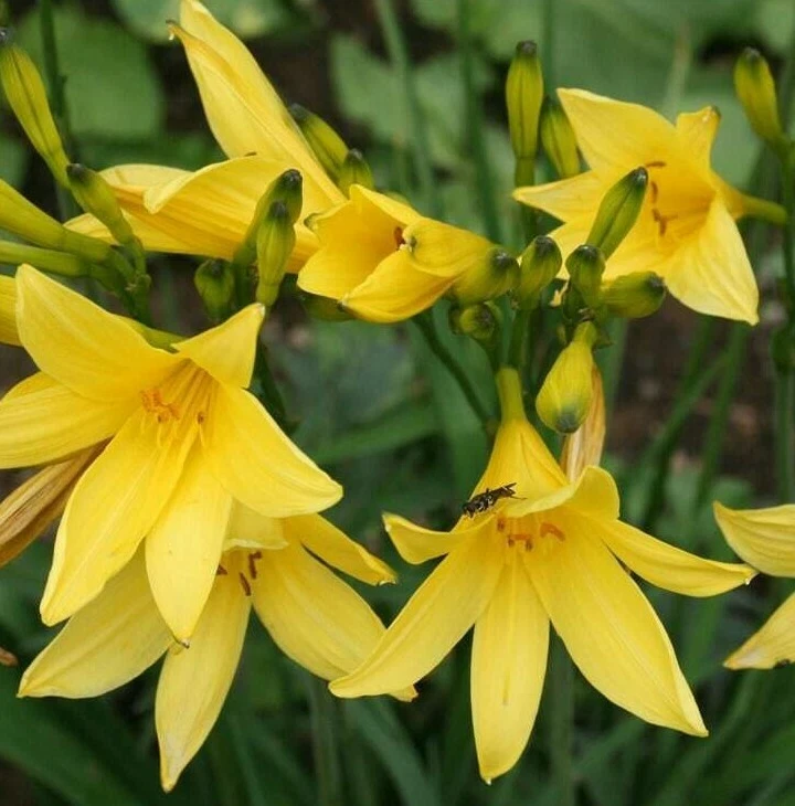 Day Lily YELLOW LEMON Hemerocallis Hyperion LEMON FRAGRANCE Hardy Daylily Plant
Opens in a new windo