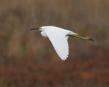 Snowy Egret in Flight by Joseph Fisher Fine Art Print Wildlife Bird Nature 13x19