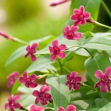Jasminum Beesianum Red Jasmine Red Pink Flowering Climbing Plant Multiple