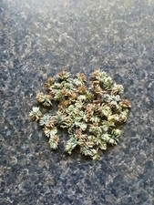 45 Fresh Hand-Picked White Clover Heads from Missouri