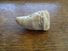 Prehistoric Crocodile Tooth. 2 inches long. Nice Example.