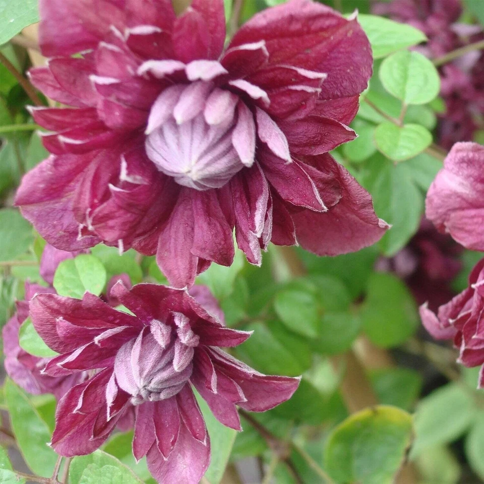 Clematis Purpurea Plenas Elegans - Live Plant in a 4 Inch Growers Pot - Image 2 of 4