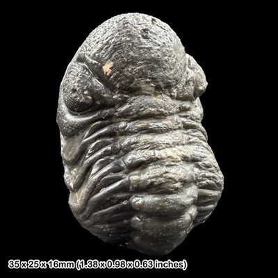 Reedops Trilobit Fossil A Grade Devon Marokko Hamar Lagdad Specimen