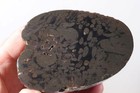 Petrified Washington Teredo Fossil Wood 13.1 oz lapidary end cut rough — photo 1