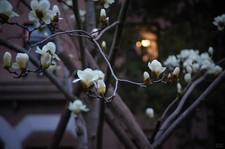 Sony NEX-6 Mirrorless Digital Camera with 16-50mm Lens 1080p HD Video Recording 22