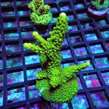 WYSIWYG - Acro Frag Aquaculture