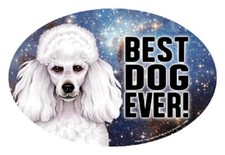 Best Dog Ever Poodle Wht Oval 4x6 Fridge Car Dog Magnet Large Size USA Made NEW