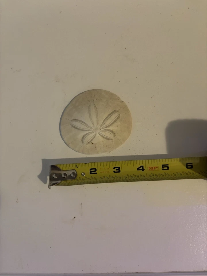 Sand Dollars From Cannon Beach, Oregon. Untreated Various Sizes - Image 3 of 4