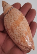 curiosité , taxidermie ,Coquillage : Volute Amoria Damoni #4