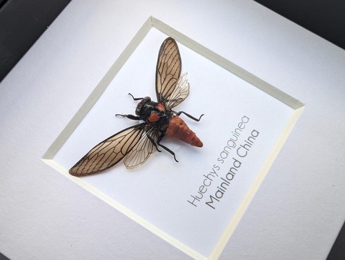 Huechys sanguinea, Taxidermie, Blutrote Zikade, Entomologie vorhanden, Käfer - Bild 2 von 7