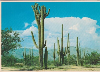 Desert Giant-Mammoth Saguaro, Arizona | eBay