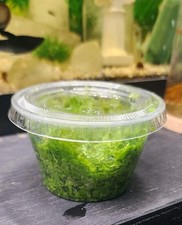 4 Ounce Cup Duckweed Floating Aquatic Plant