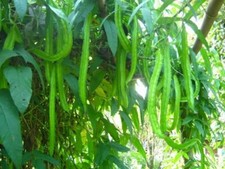 10-20 Winged Bean, Asparagus pea, Winged pea, Four Angled bean, Manila Dau Rong