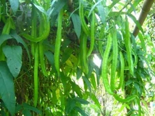 20-100 Winged Bean, Asparagus pea, Winged pea, Four Angled bean, Manila Dau Rong