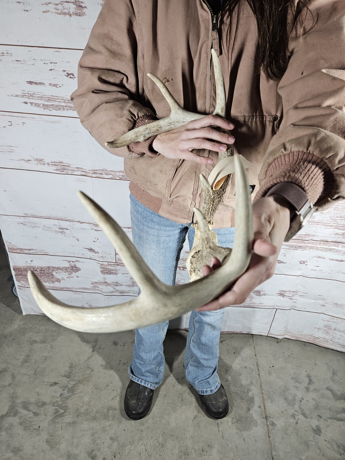 Wild 8 Point Whitetail Deer Antler Rack Horn Skull Plate Man Cave 100 ...