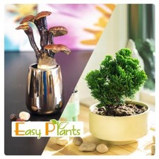 1 GARDEN BONSAI IN POT GINSENG CHINESE ELM HOUSE FOREST PLANT 