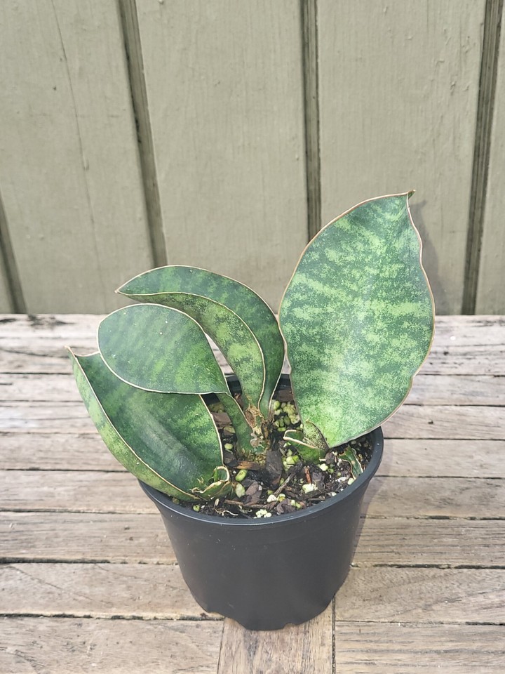Sansevieria masoniana 'Whale Fin' rare snake plant eBay