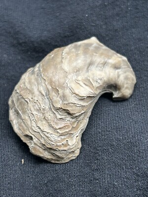 BIG PRISTINE “Devils Toenail