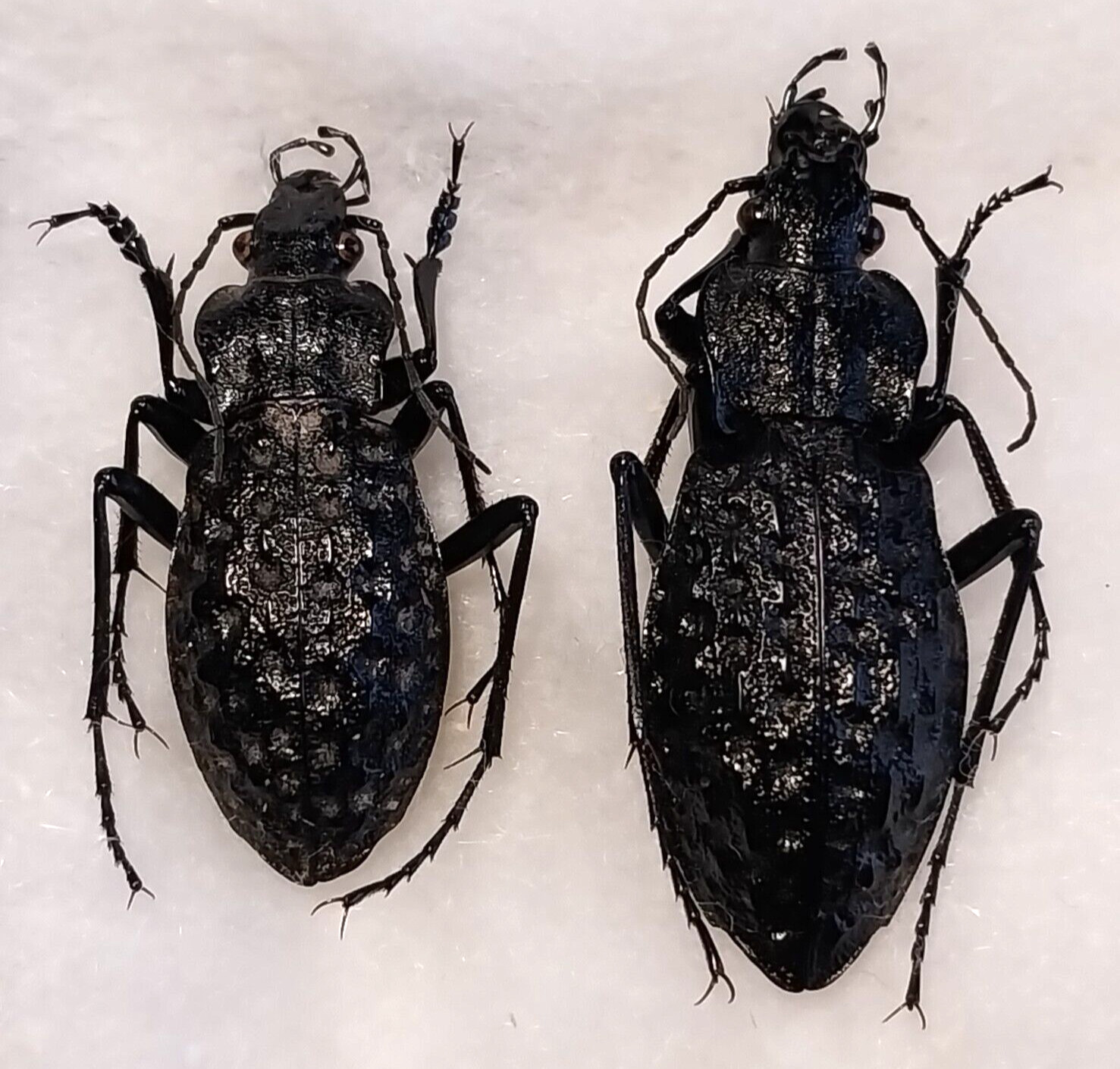 Carabus (Hydrocarabus) variolosus 1 pair A1, Carabidae from W. Ukraine