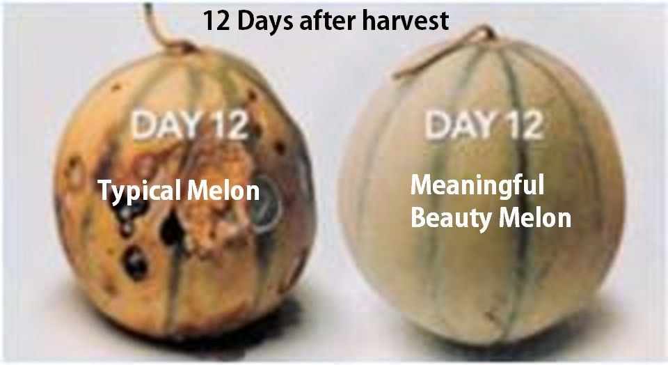 MEANINGFUL BEAUTY CANTALOUPE Cucumis MELON SEEDS (10) NON GMO CINDY CRAWFORD eBay