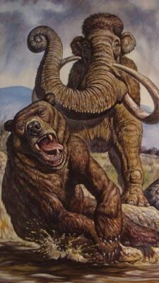 LEINWAND BILDER Bär vs Elefant 50x70 CM