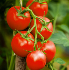 3 × Tomato ‘Moneymaker’ Plug Plants – READY NOW!