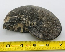 Placenticeras Meeki Ammonite Fossil Polished Agatized 5" SD Fox Hills Cretaceous